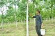 Giải pháp kỹ thuật cho vườn cao su: Nhìn từ Cty Cao su Quảng Trị